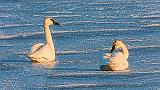 Two Swans On Ice_28592